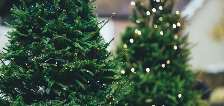 Weihnachtsmarkt und Tannenbaumverkauf im Club